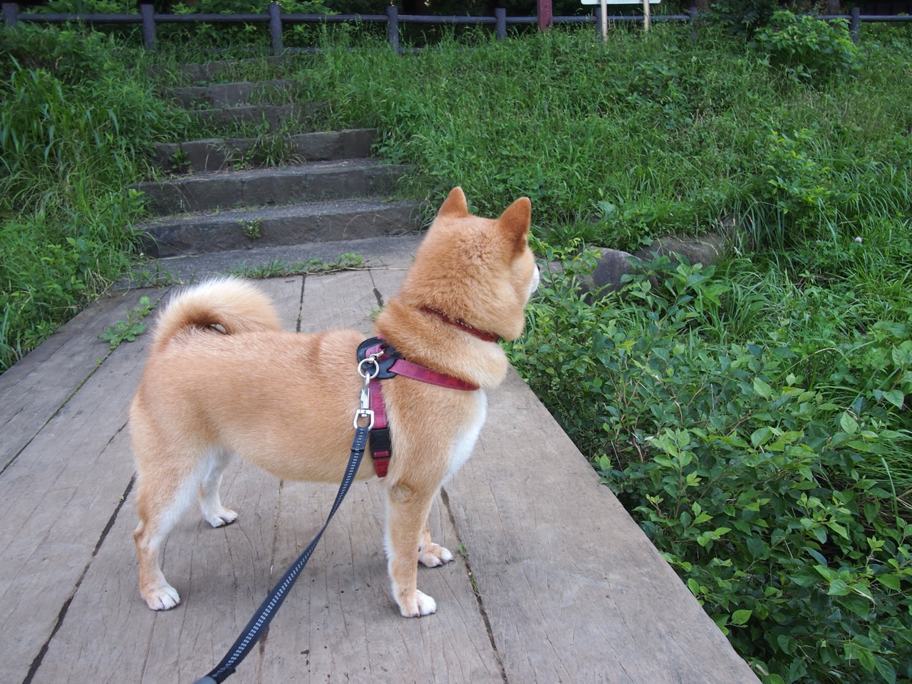 双城记，深圳生死战突围，锡安西甲德比封神