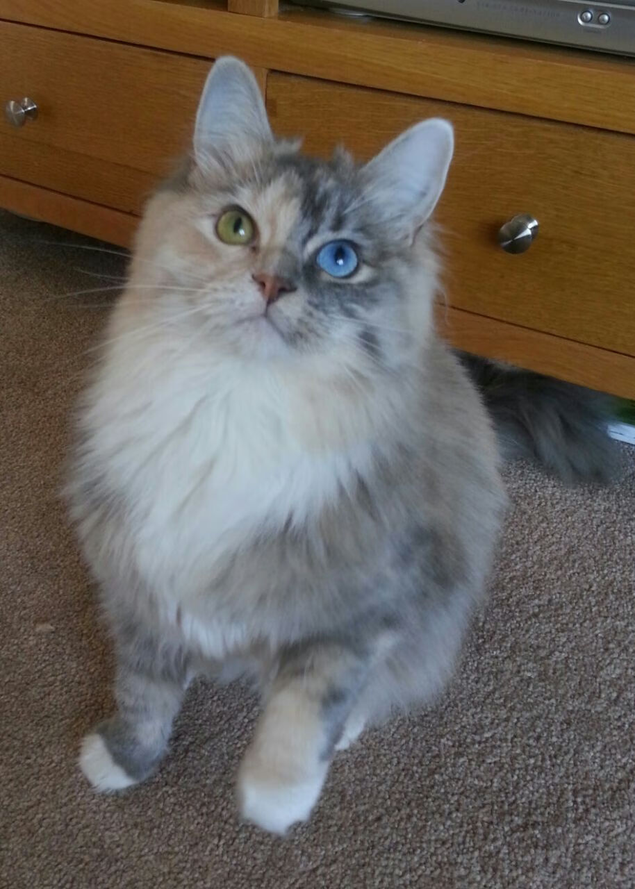 双雄争锋，浙江队夺冠胜上海，德罗赞抢七铸传奇