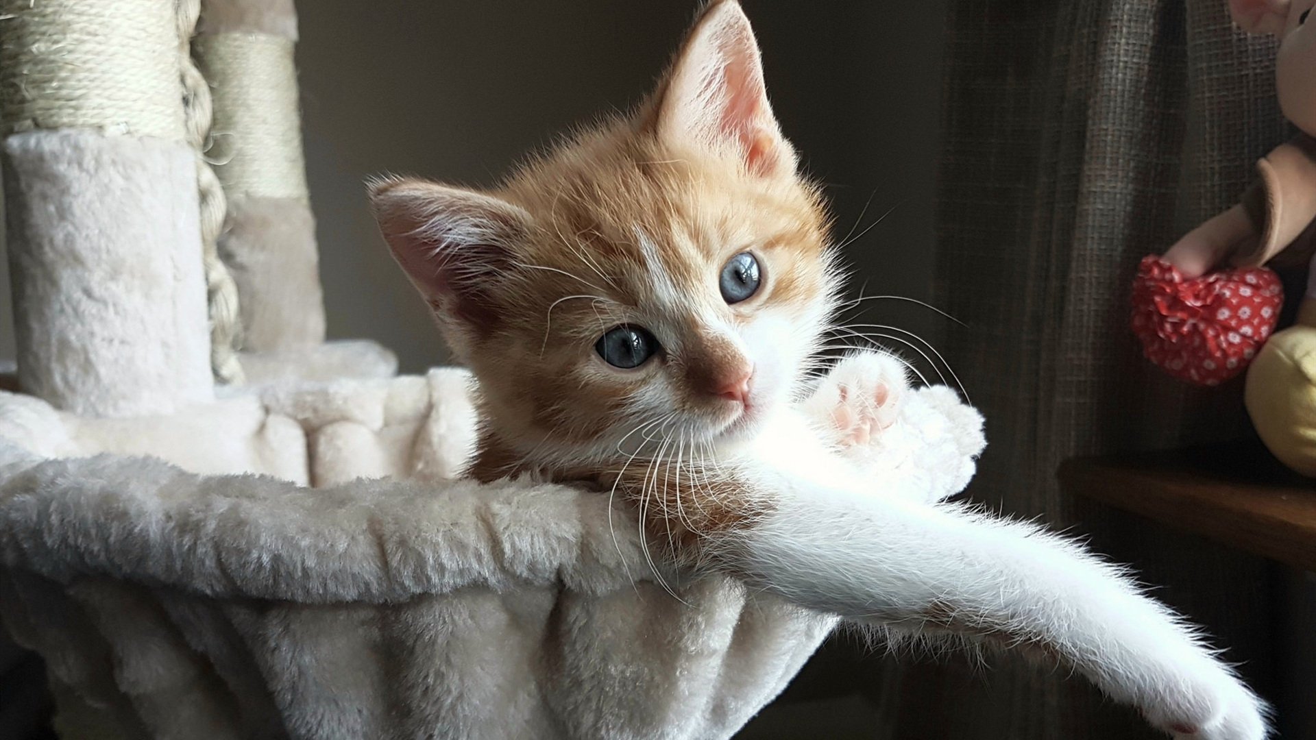 压制与接管，几内亚力克莱比锡红牛，奥亚尔萨瓦尔闪耀西决生死战