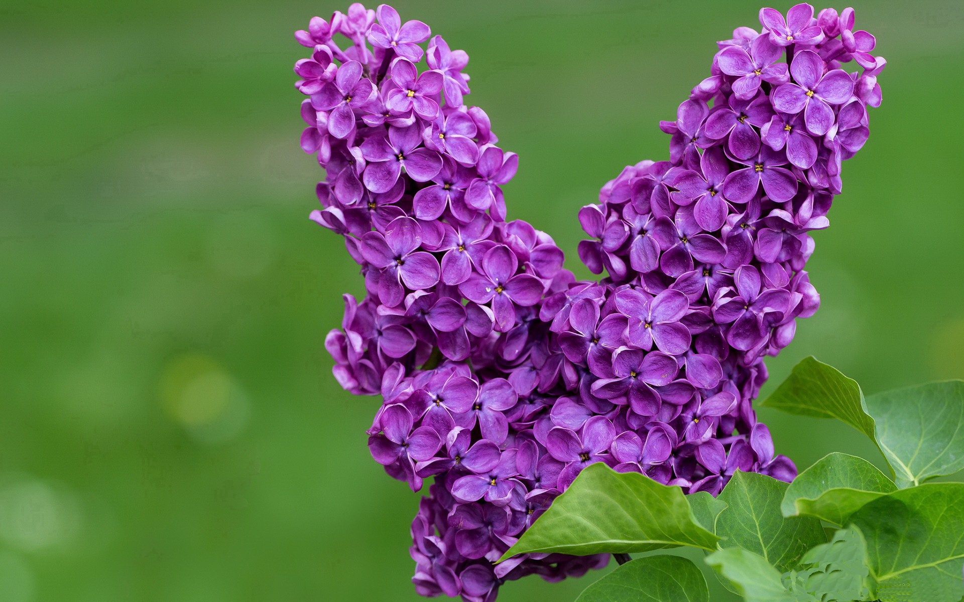 阿克全程高能输出,丹麦淘汰赛力克哥斯达黎加晋级