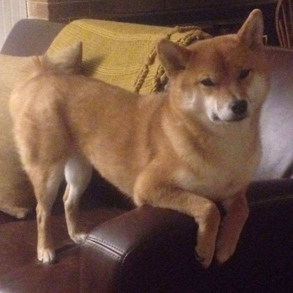 铁壁戈麦斯,他用混凝土般的防守,将新西兰的进攻狂潮化为无形