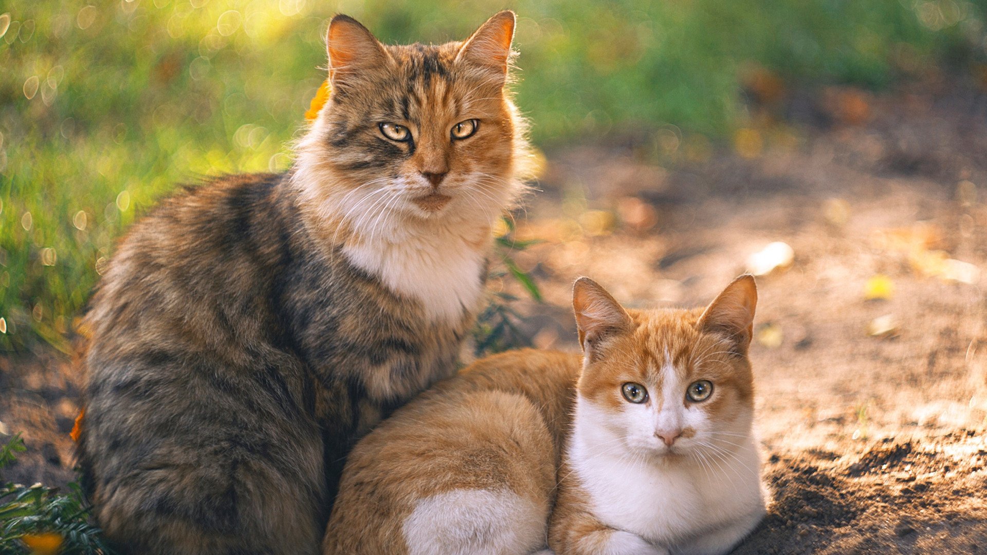 若日尼奥灵魂出鞘!奥地利带走乌克兰的核弹头