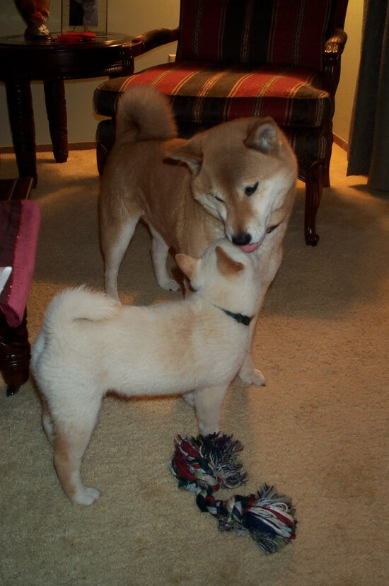 莱万完美发挥引领胜利，哥斯达黎加对阵墨西哥的经典之战