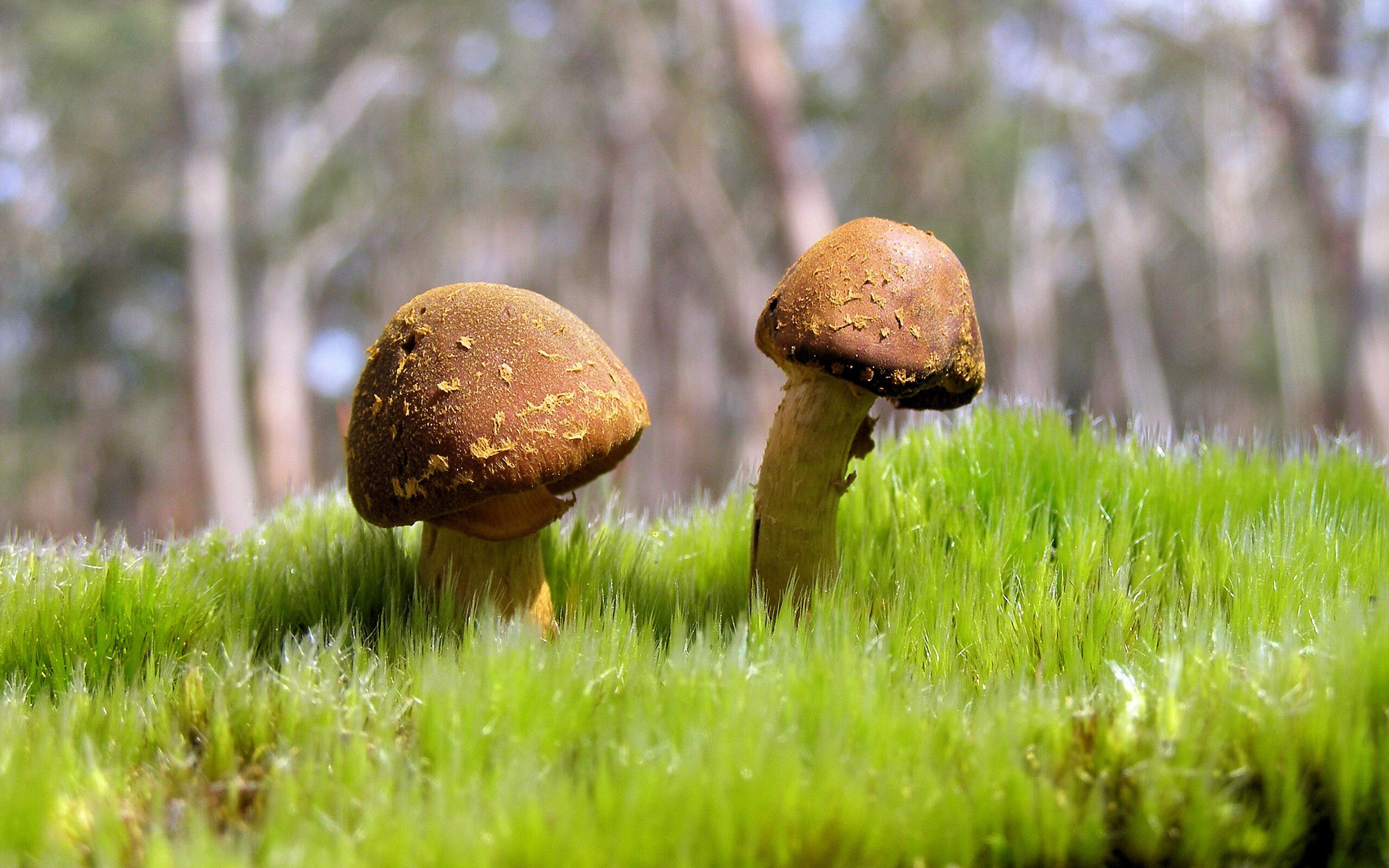 赛事风云,克罗地亚压制冰岛,梅西化身关键先生