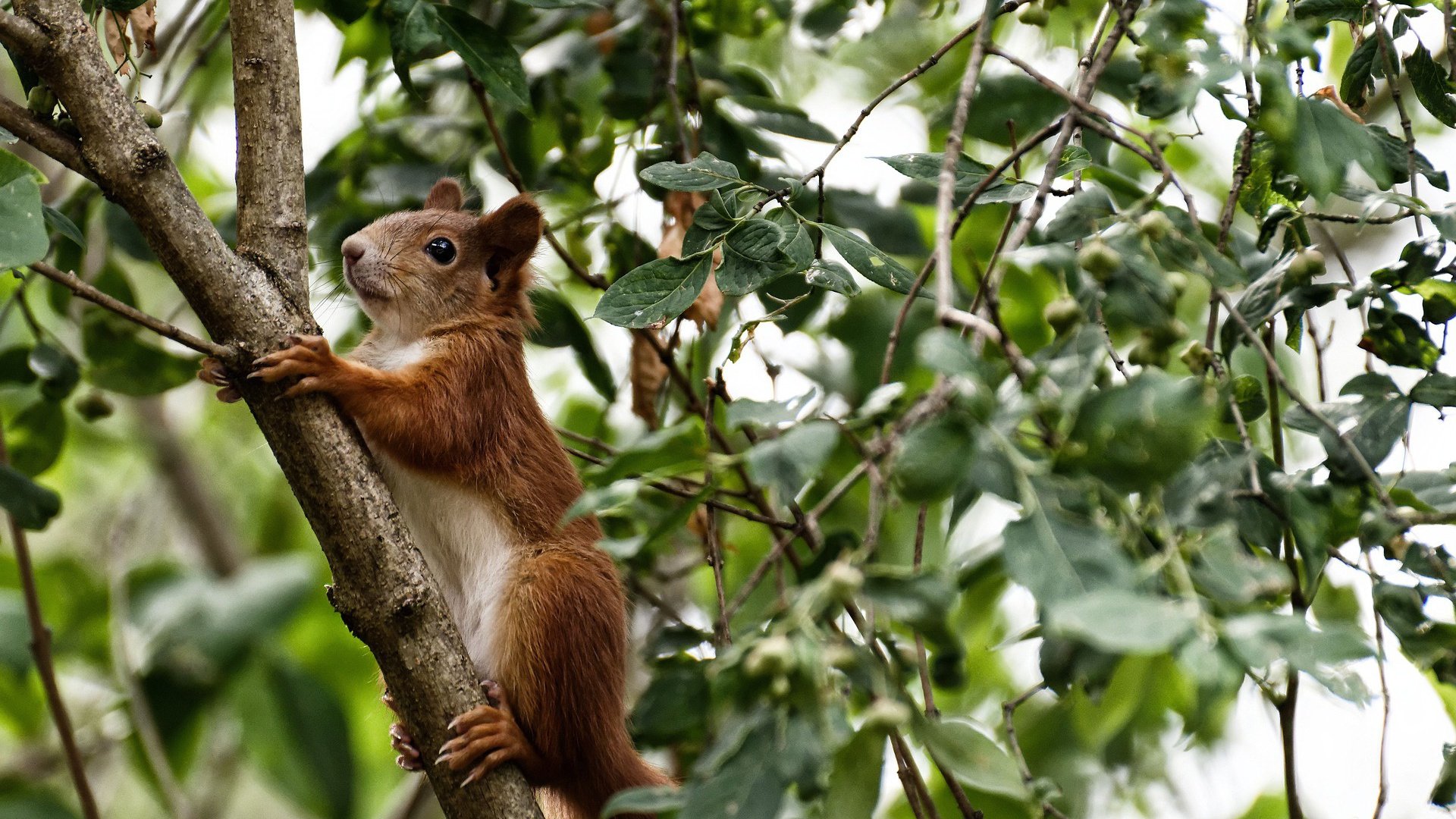 跨界神话！英格拉姆制霸全场，凯尔特人击败新疆展统治力