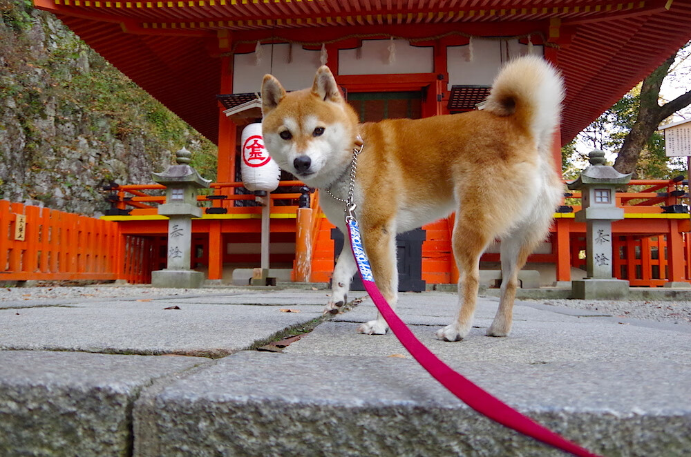 绿茵场的节奏与资源的博弈,从C罗的掌控力看南美国家的战略布局