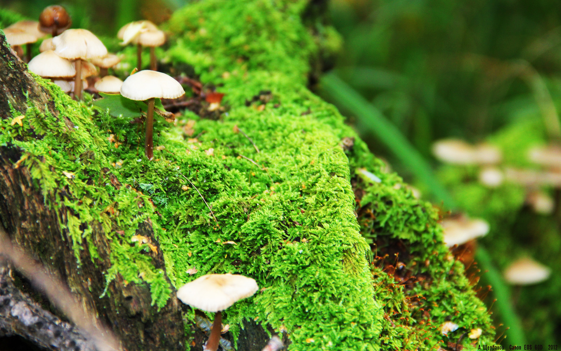 冰与火之歌,鹈鹕掀翻雷霆青年军,杜兰特于世界之巅优雅接管