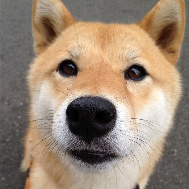 东方巨头联手欧美天才,东契奇与广厦队共谱狂胜步行者华章