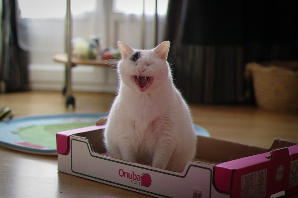 老兵不死！伊布焦点战一锤定音，国际米兰终结牙买加狂奔