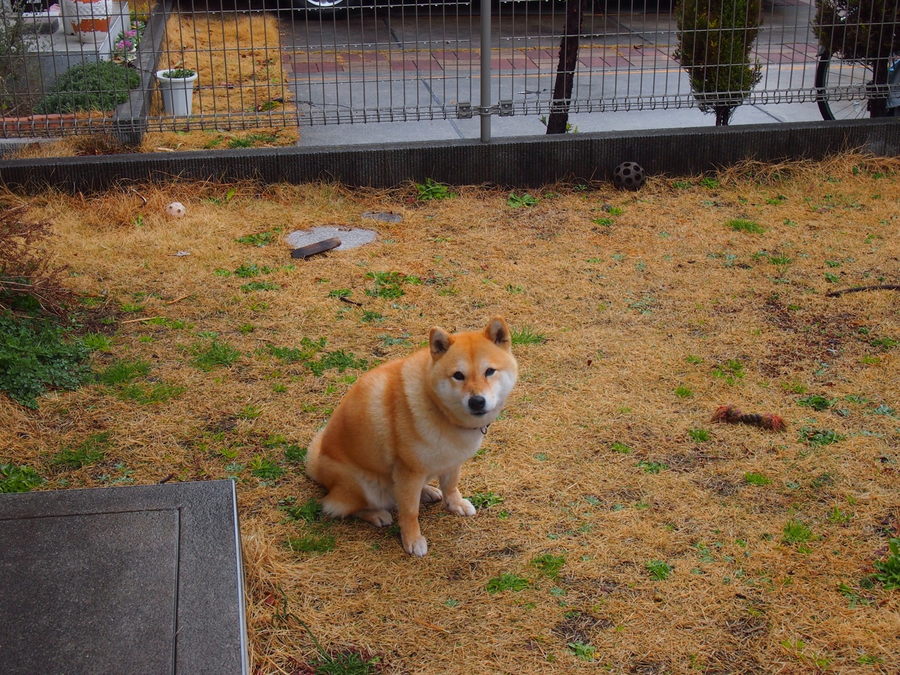 死亡缠绕!伦纳德压哨绝杀鹈鹕,掘金上演逆转奇迹