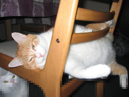 双线战场，德甲争冠烽火连天，AC米兰拿下卡塔尔开启资本新局