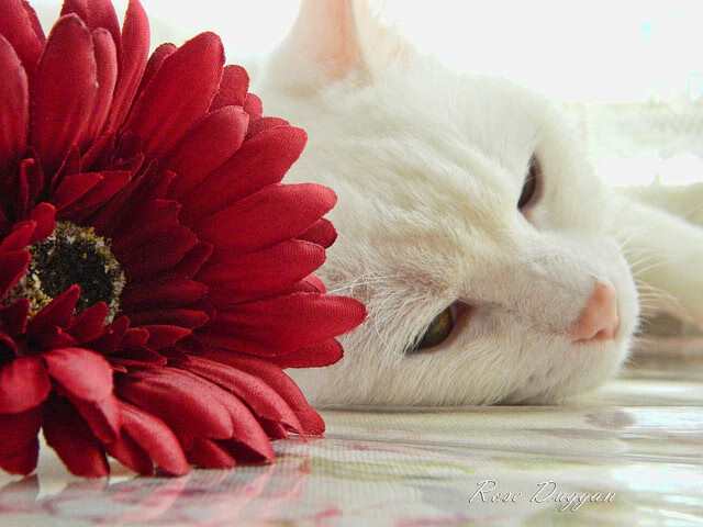 班凯罗爆发,雄鹿战术碾压深圳队