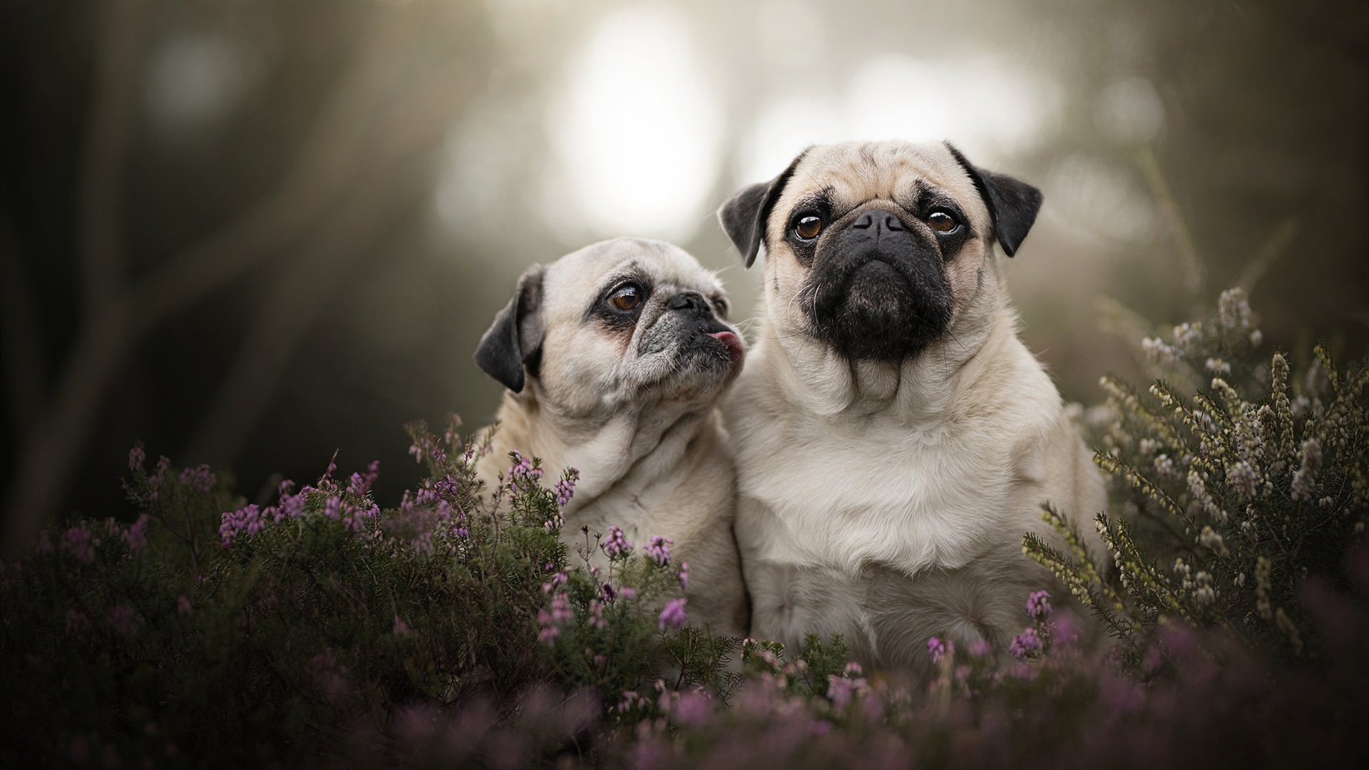 英格拉姆关键一击定乾坤，广厦队力斩爵士迎赛季转折