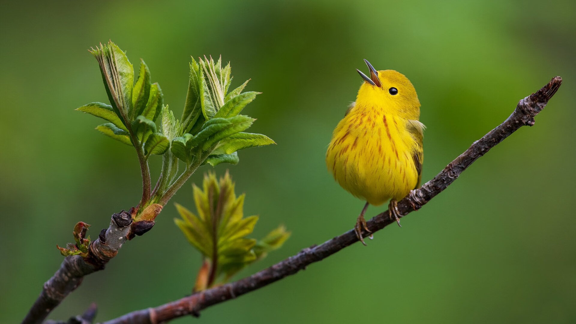 绿茵铁幕，意甲焦点战中的加纳式全面压制