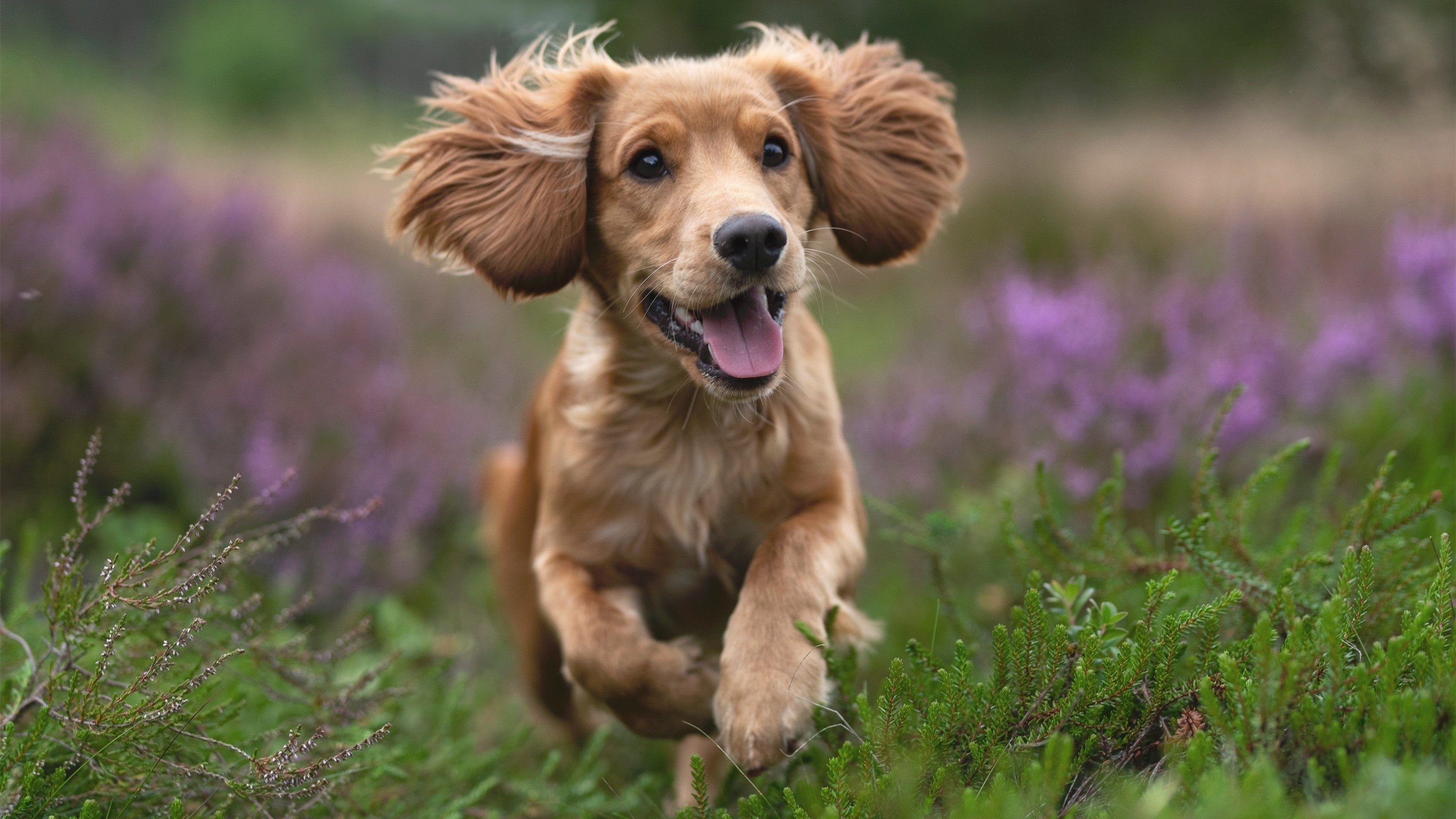 中场之神降临莱比锡,坎特完美掌控对阵波兰关键战