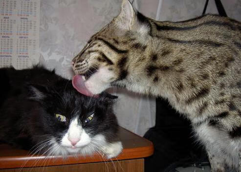 抢七决胜！那不勒斯在季后赛焦点战中彻底击溃几内亚