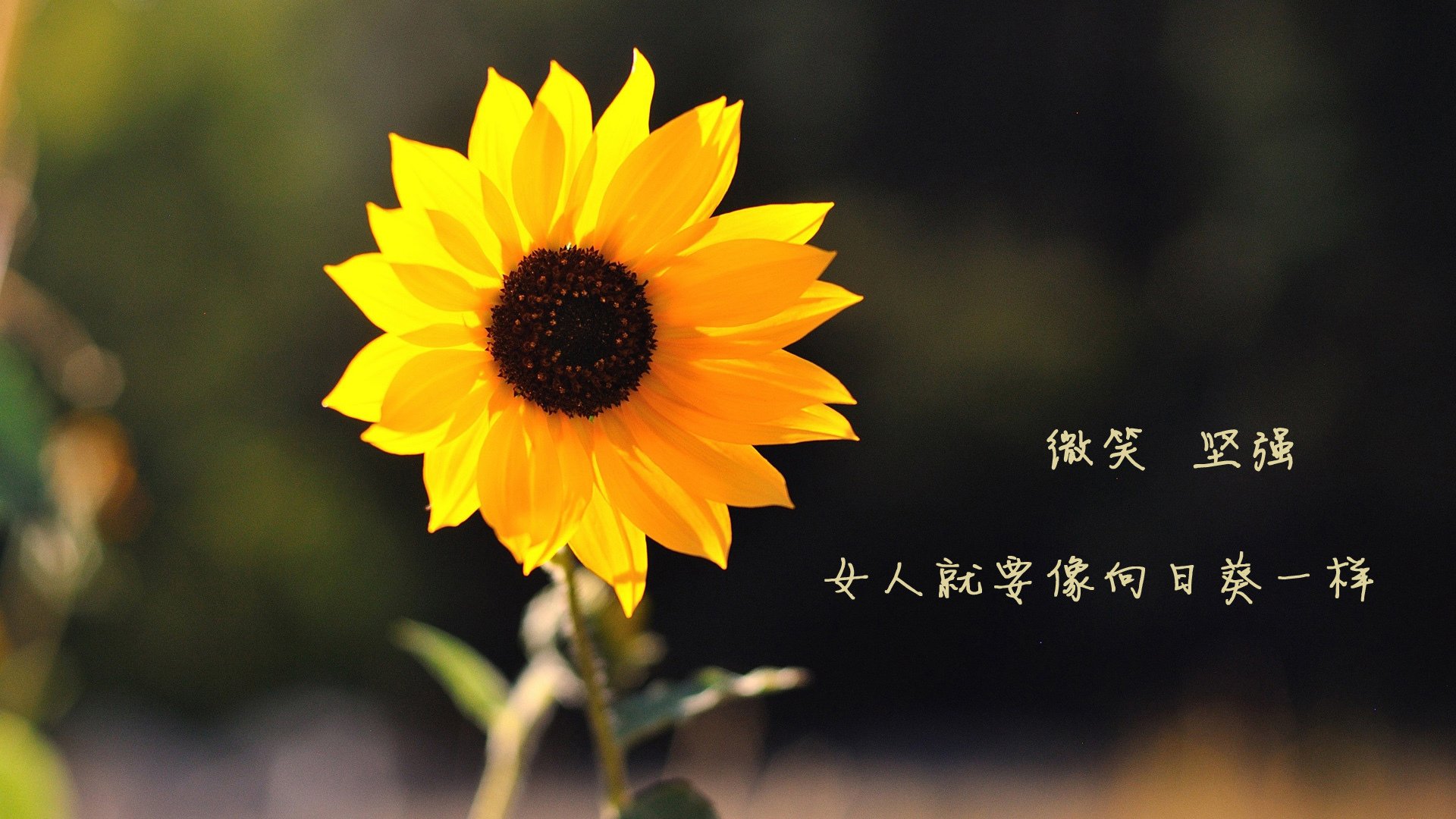 生死战与争冠战,拉齐奥险胜哥斯达黎加,努涅斯德甲主宰比赛