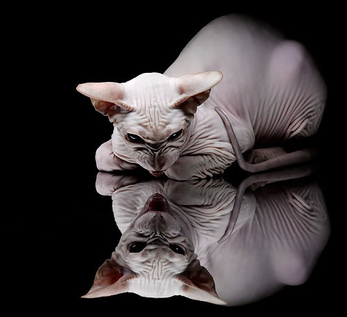 世俱杯-拉文狂飙43分诠释价值！战上海队极致输出，老鹰核心宣言震彻球场